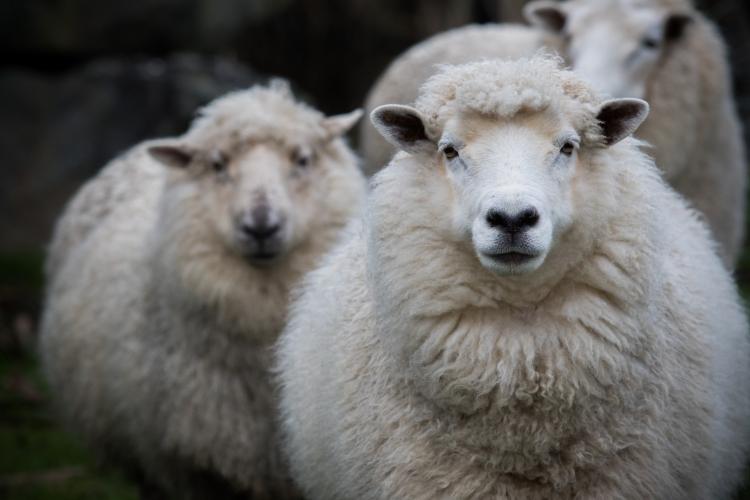 Spotlight on New Zealand Wool