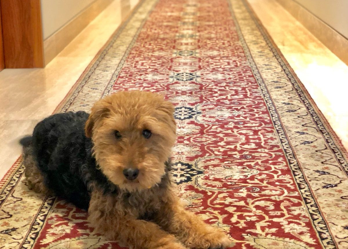 Buy Hallway Runners | Standard & Custom Sizes Available | Hali Rugs